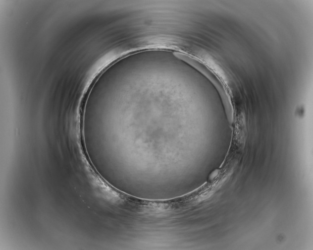 X0000099531096200805161205