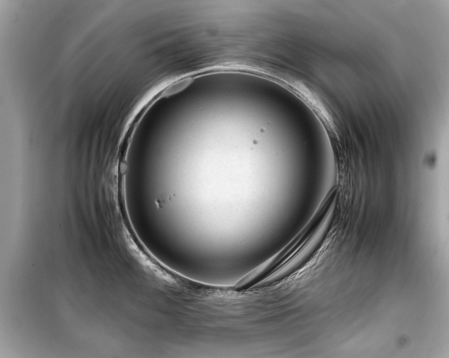X0000099531100200805161205