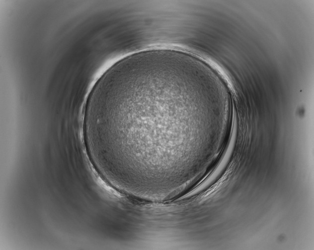 X0000099531102200805161205
