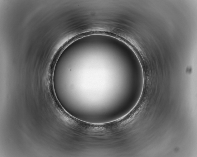 X0000099531119200805161204