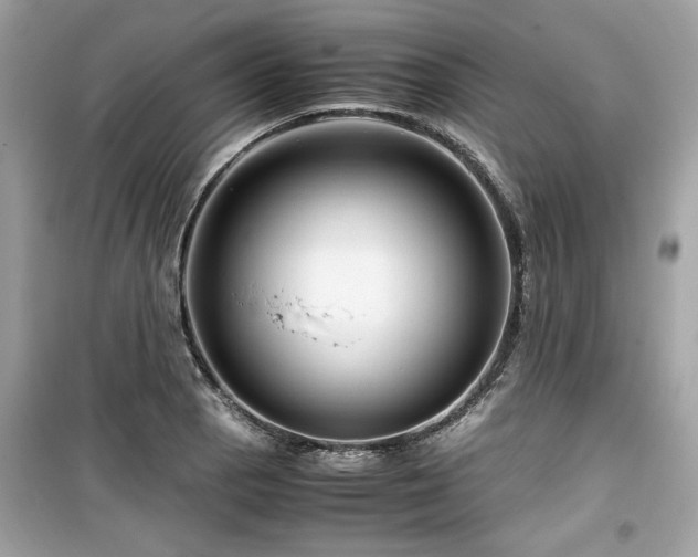 X0000099531129200805161205