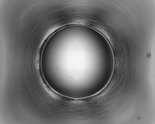 X0000099531131200805161205