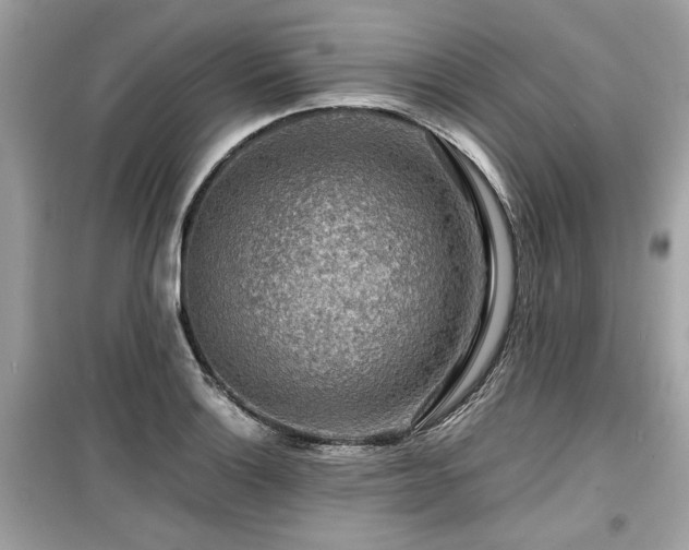 X0000099531132200805161205