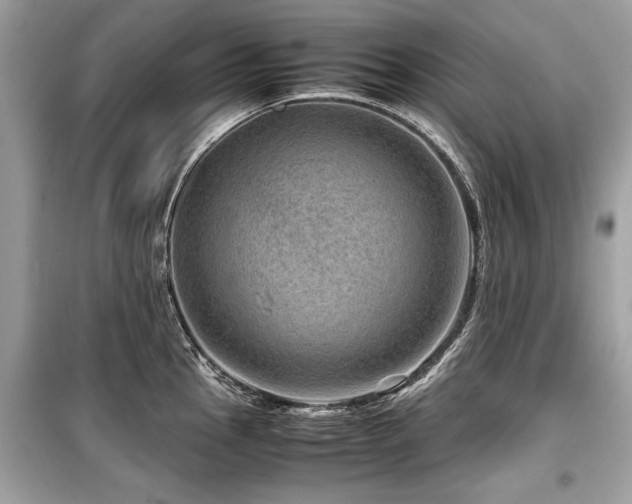 X0000099531145200805161205