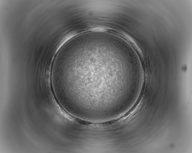 X0000099531194200805161203