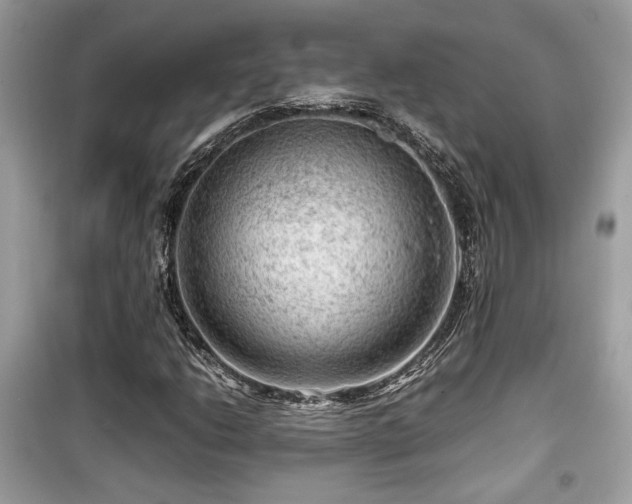 X0000099531206200805161203