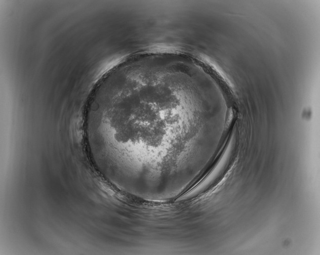 X0000099531213200805161203