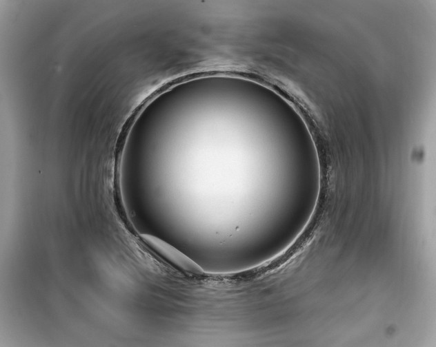X0000099531220200805161203