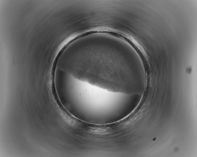 X0000099531229200805161203