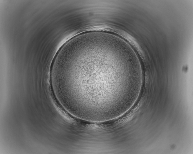 X0000099531234200805161203