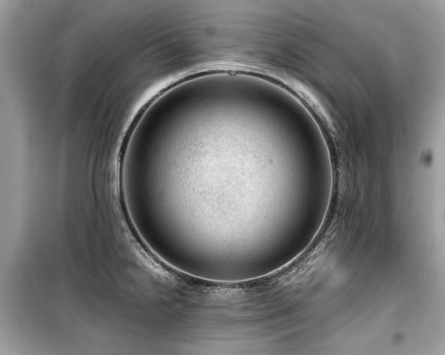 X0000099531238200805161203