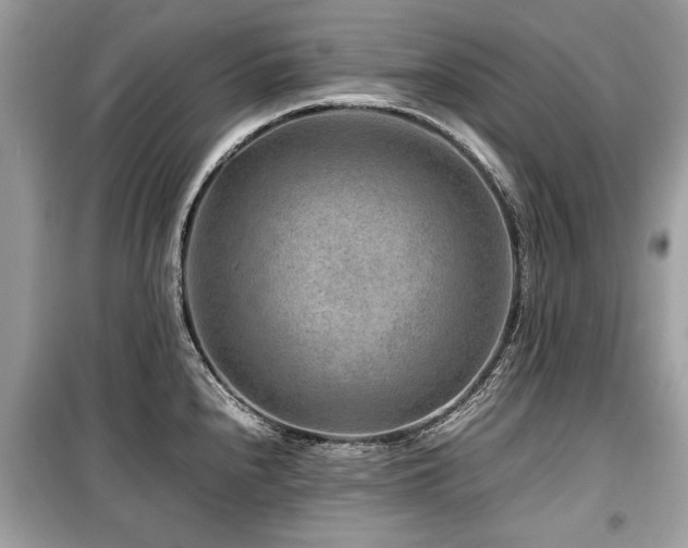 X0000099531240200805161203