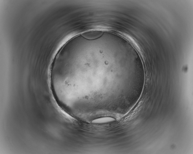X0000099531243200805161203