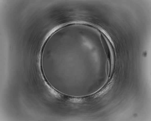 X0000099531245200805161203