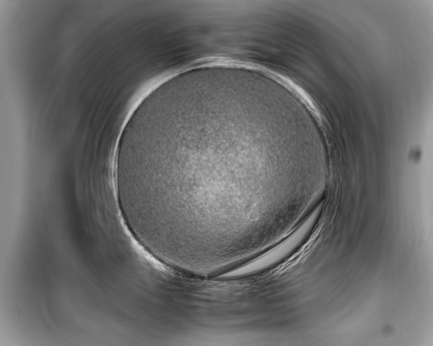 X0000099531247200805161203