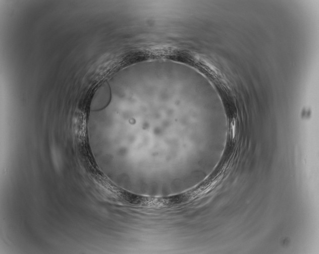X0000099531251200805161202