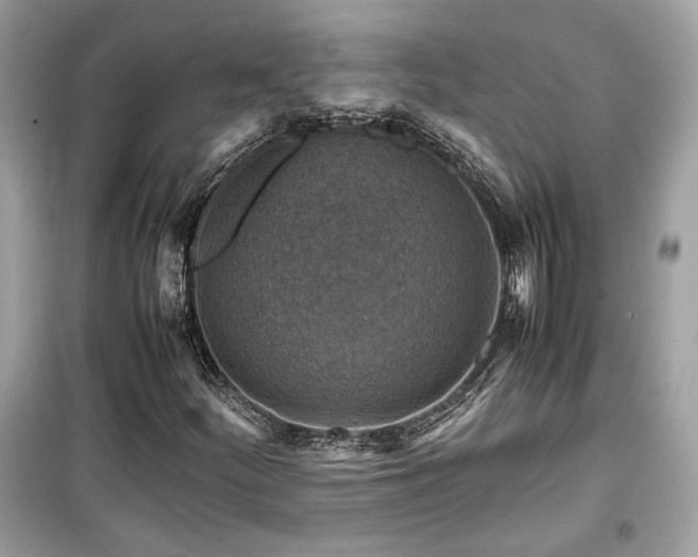 X0000099531252200805161202