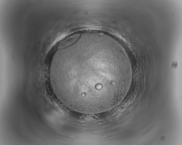 X0000099531255200805161202