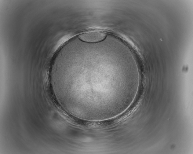X0000099531259200805161202