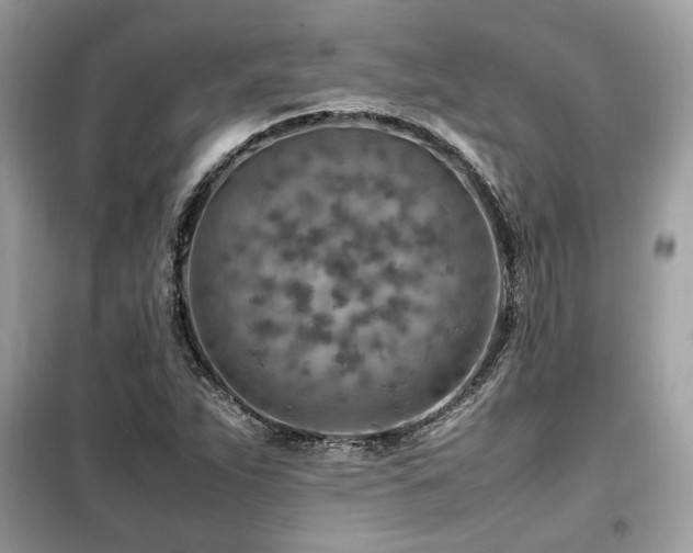 X0000099531263200805161202