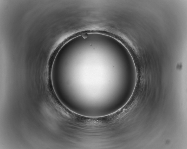 X0000099531270200805161202
