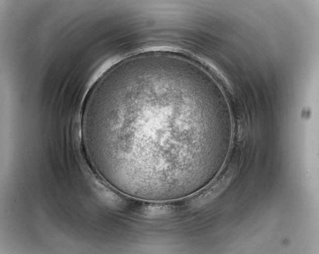 X0000099531274200805161202