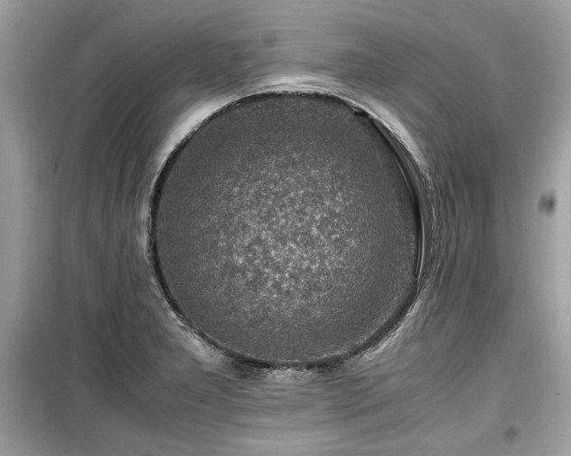 X0000099531277200805161202