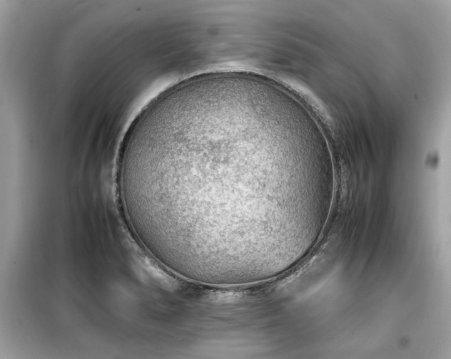 X0000099531278200805161202