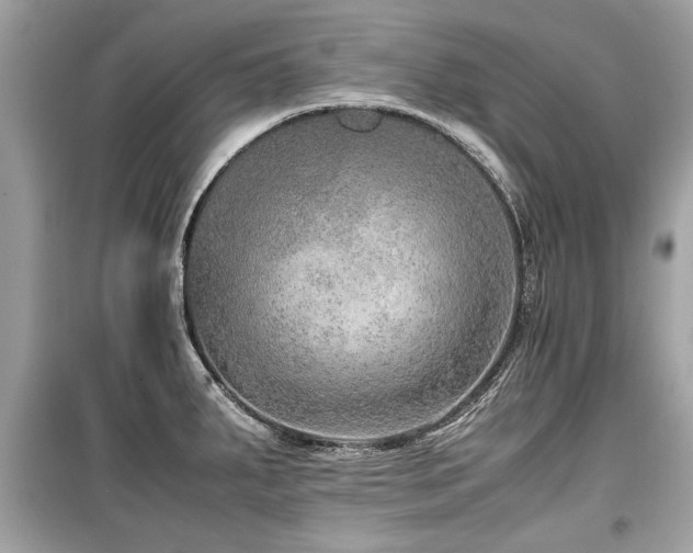 X0000099531287200805161202