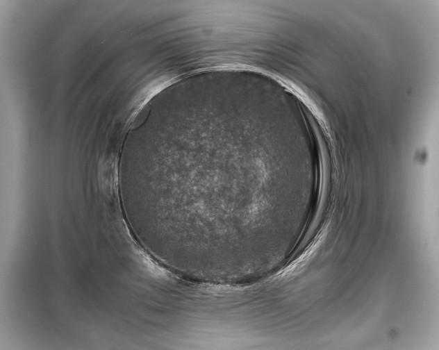 X0000099531289200805161202