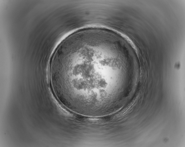 X0000099531295200805161202