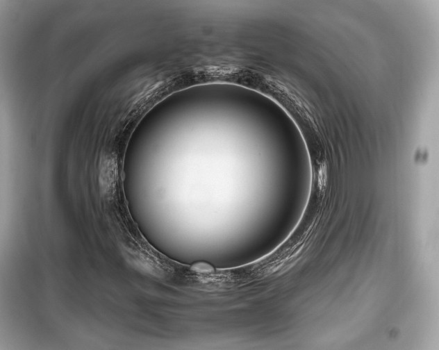X0000099531299200805161201