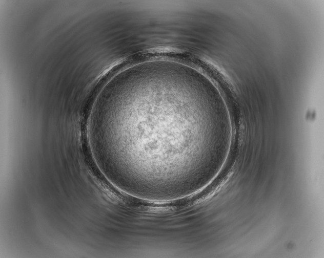 X0000099531305200805161201