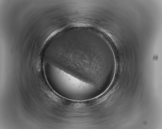 X0000099531306200805161201