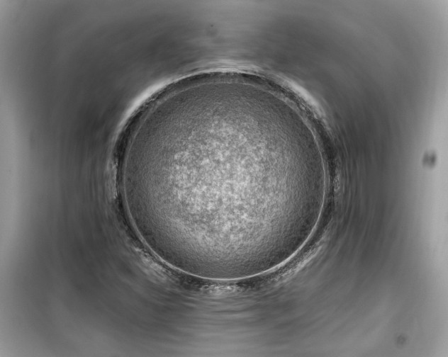 X0000099531310200805161201