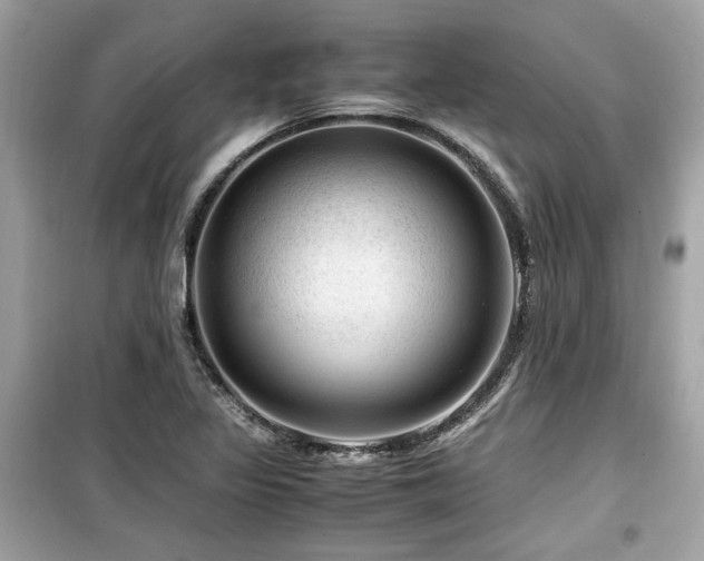 X0000099531317200805161201