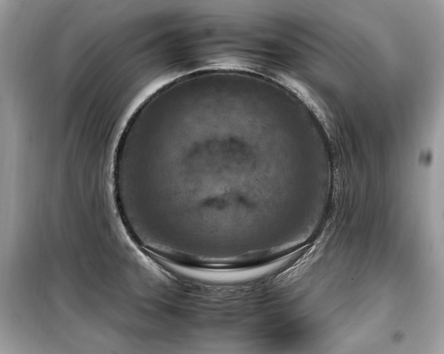 X0000099531331200805161202