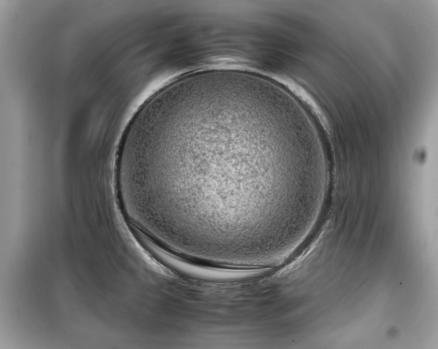 X0000099531333200805161202