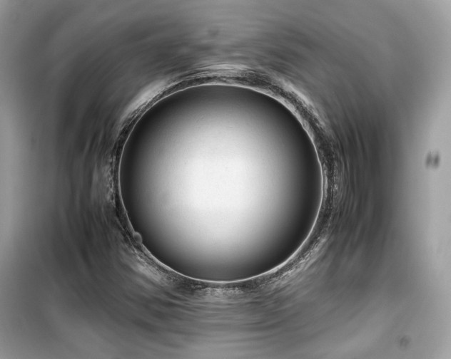 X0000099531354200805161201