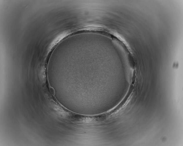 X0000099531362200805161201