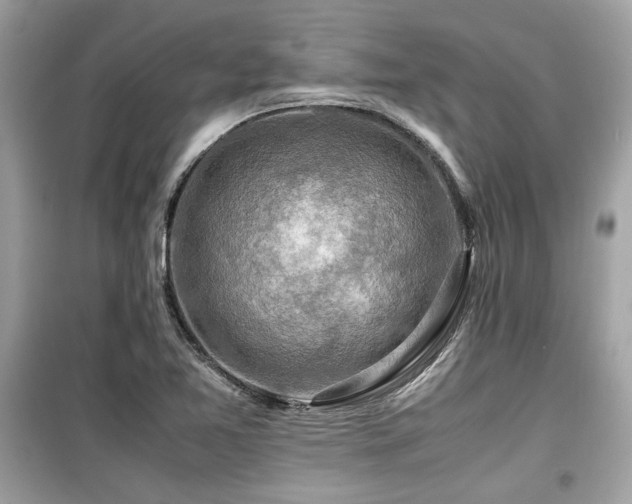 X0000099531365200805161201