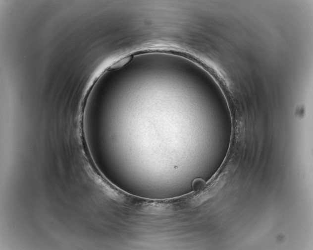 X0000099531374200805161201