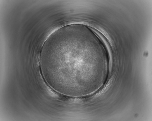X0000099531377200805161201