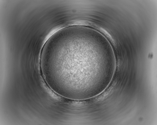 X0000099531378200805161201