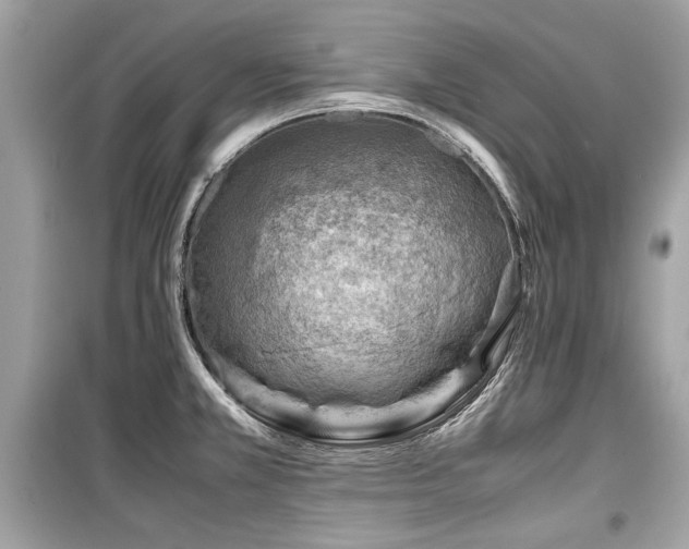 X0000099531381200805161200