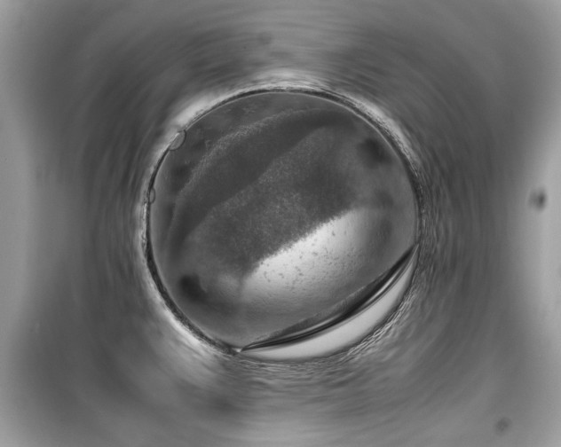 X0000099531383200805161200