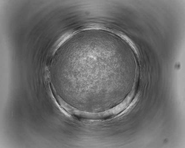 X0000099531385200805161200