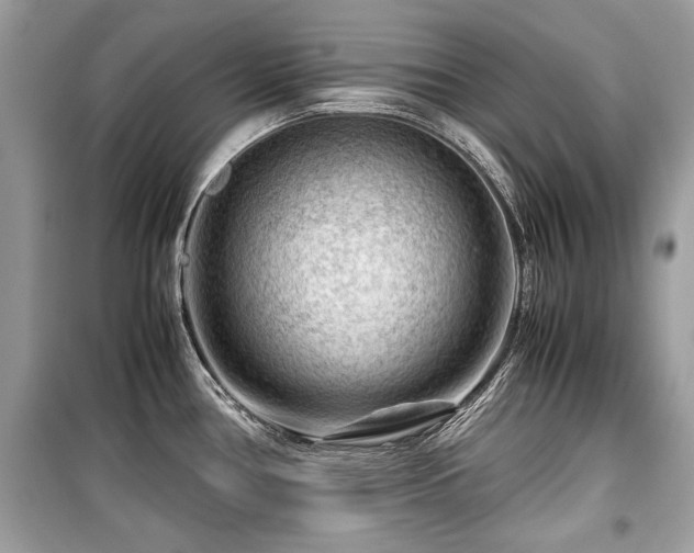 X0000099531386200805161200