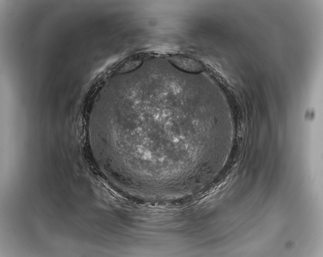 X0000099531398200805161200