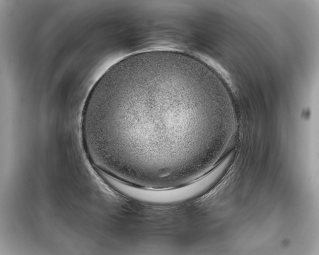 X0000099531423200805161200